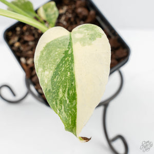 Monstera Deliciosa 'Creme Brûlée' (wk25-D)
