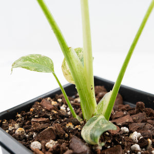 Monstera Deliciosa 'Creme Brûlée' (wk25-D)
