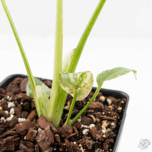 Monstera Deliciosa 'Creme Brûlée' (wk25-D)