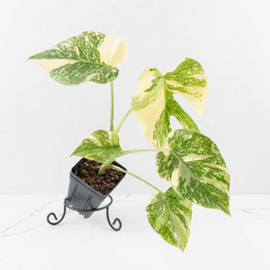 Monstera Deliciosa 'Creme Brûlée' (wk30-T)