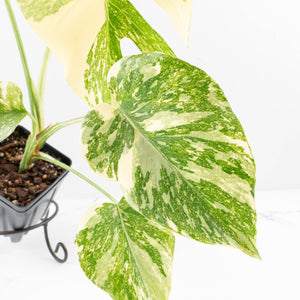 Monstera Deliciosa 'Creme Brûlée' (wk30-T)