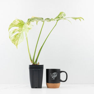 Monstera Deliciosa 'Creme Brûlée' (wk31-UI)