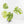 Monstera Deliciosa 'Creme Brûlée' (wk31-UI)