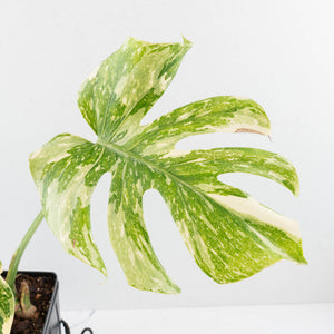 Monstera Deliciosa 'Creme Brûlée' (wk31-UI)