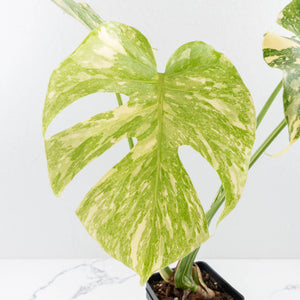 Monstera Deliciosa 'Creme Brûlée' (wk31-UI)