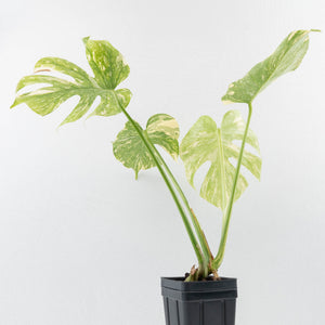 Monstera Deliciosa 'Creme Brûlée' (wk31-UI)