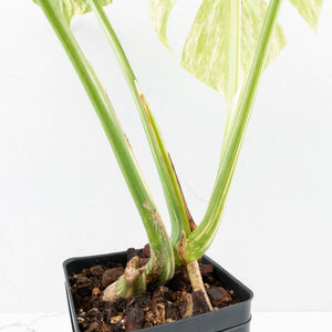 Monstera Deliciosa 'Creme Brûlée' (wk31-UI)