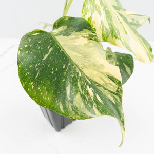 Monstera Deliciosa 'Creme Brûlée' (wk32-D)