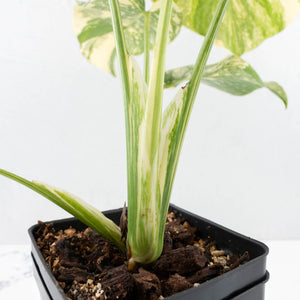 Monstera Deliciosa 'Creme Brûlée' (wk32-D)