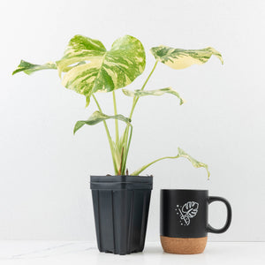 Monstera Deliciosa 'Creme Brûlée' (wk32-D)