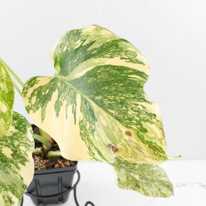 Monstera Deliciosa 'Creme Brûlée' (wk32-D)