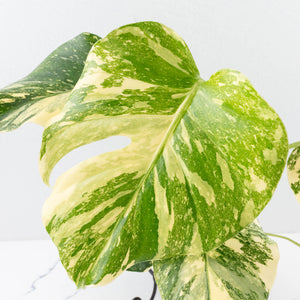 Monstera Deliciosa 'Creme Brûlée' (wk32-D)