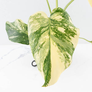 Monstera Deliciosa 'Creme Brûlée' (wk32-D)