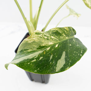 Monstera Deliciosa 'Creme Brûlée' (wk32-D)