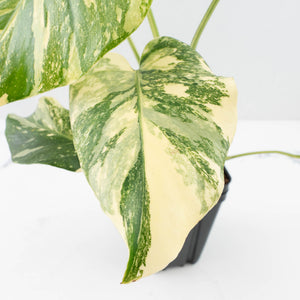 Monstera Deliciosa 'Creme Brûlée' (wk32-D)