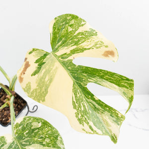Monstera Deliciosa 'Creme Brûlée' (wk37-L134)
