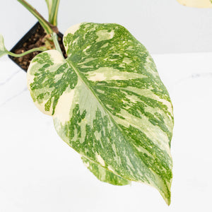 Monstera Deliciosa 'Creme Brûlée' (wk37-L134)
