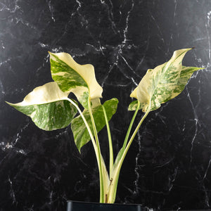 Monstera Deliciosa 'Creme Brûlée' (wk40-U10)