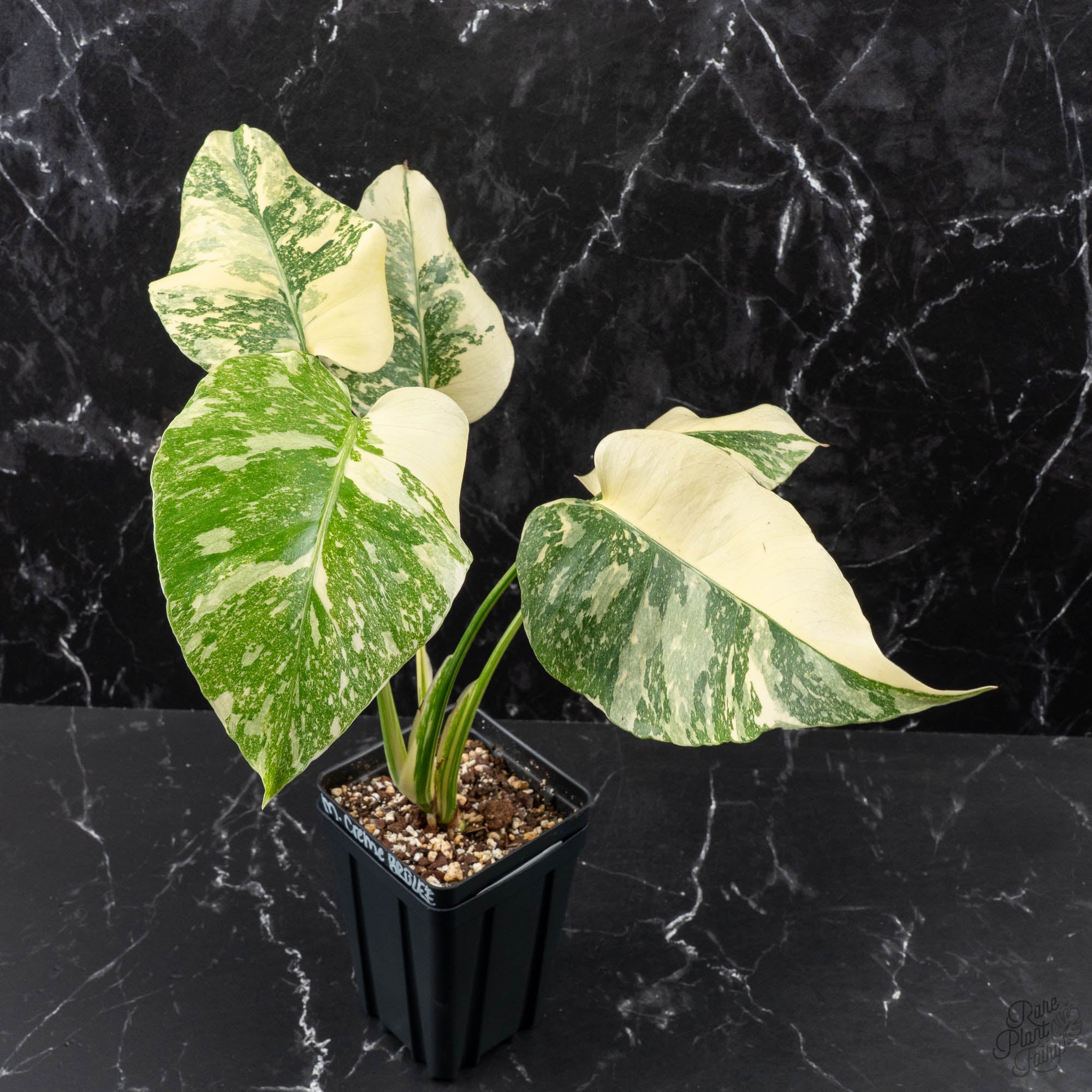 Monstera Deliciosa 'Creme Brûlée' (wk40-U10) – Rare Plant Fairy