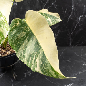 Monstera Deliciosa 'Creme Brûlée' (wk40-U10)