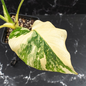 Monstera Deliciosa 'Creme Brûlée' (wk40-U10)