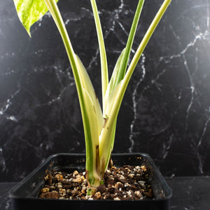 Monstera Deliciosa 'Creme Brûlée' (wk40-U10)