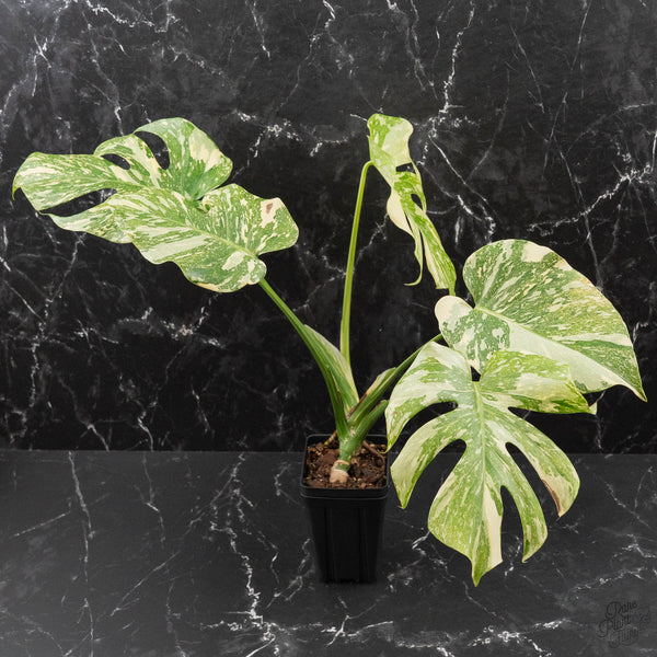 Monstera Deliciosa 'Creme Brûlée' (wk41-U106) – Rare Plant Fairy