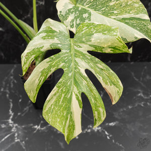 Monstera Deliciosa 'Creme Brûlée' (wk41-U106)