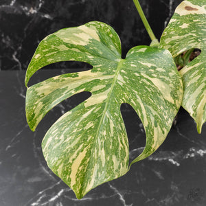 Monstera Deliciosa 'Creme Brûlée' (wk41-U106)