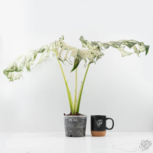 Monstera deliciosa 'Devil Monster' (wk25-UL)