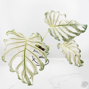 Monstera deliciosa 'Devil Monster' (wk25-UL)