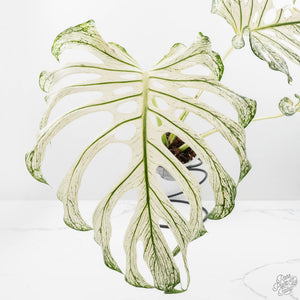 Monstera deliciosa 'Devil Monster' (wk25-UL)