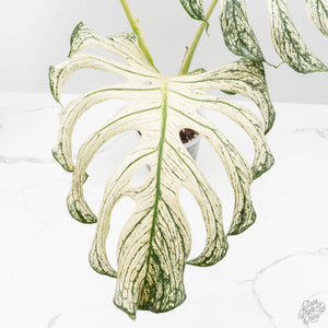 Monstera deliciosa 'Devil Monster' (wk25-UL)