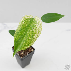 Monstera Deliciosa 'Devil Monster'