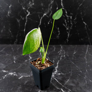 Monstera deliciosa 'Devil Monster' (wk43-U186)