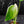 Monstera deliciosa 'Devil Monster' (wk43-U186)