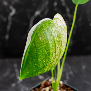 Monstera deliciosa 'Devil Monster' (wk43-U186)