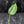 Monstera deliciosa 'Devil Monster' (wk43-U186)