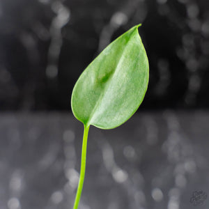 Monstera deliciosa 'Devil Monster' (wk43-U186)
