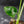 Monstera deliciosa 'Devil Monster' (wk43-U186)