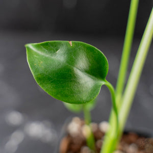 Monstera deliciosa 'Devil Monster' (wk43-U186)