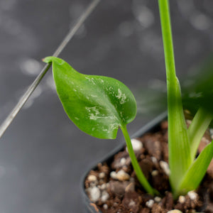 Monstera deliciosa 'Devil Monster' (wk43-U186)
