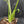 Monstera deliciosa 'Devil Monster' (wk43-U186)