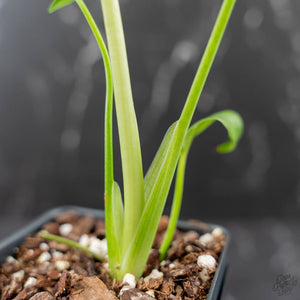 Monstera deliciosa 'Devil Monster' (wk43-U186)