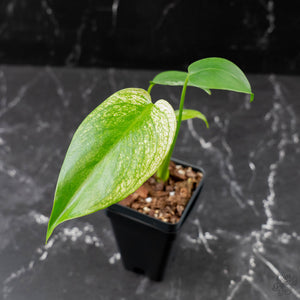 Monstera deliciosa 'Devil Monster' (wk43-U187)