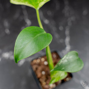 Monstera deliciosa 'Devil Monster' (wk43-U187)