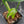 Monstera deliciosa 'Devil Monster' (wk43-U187)