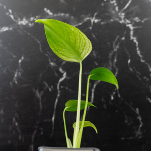 Monstera deliciosa 'Devil Monster' (wk43-U187)