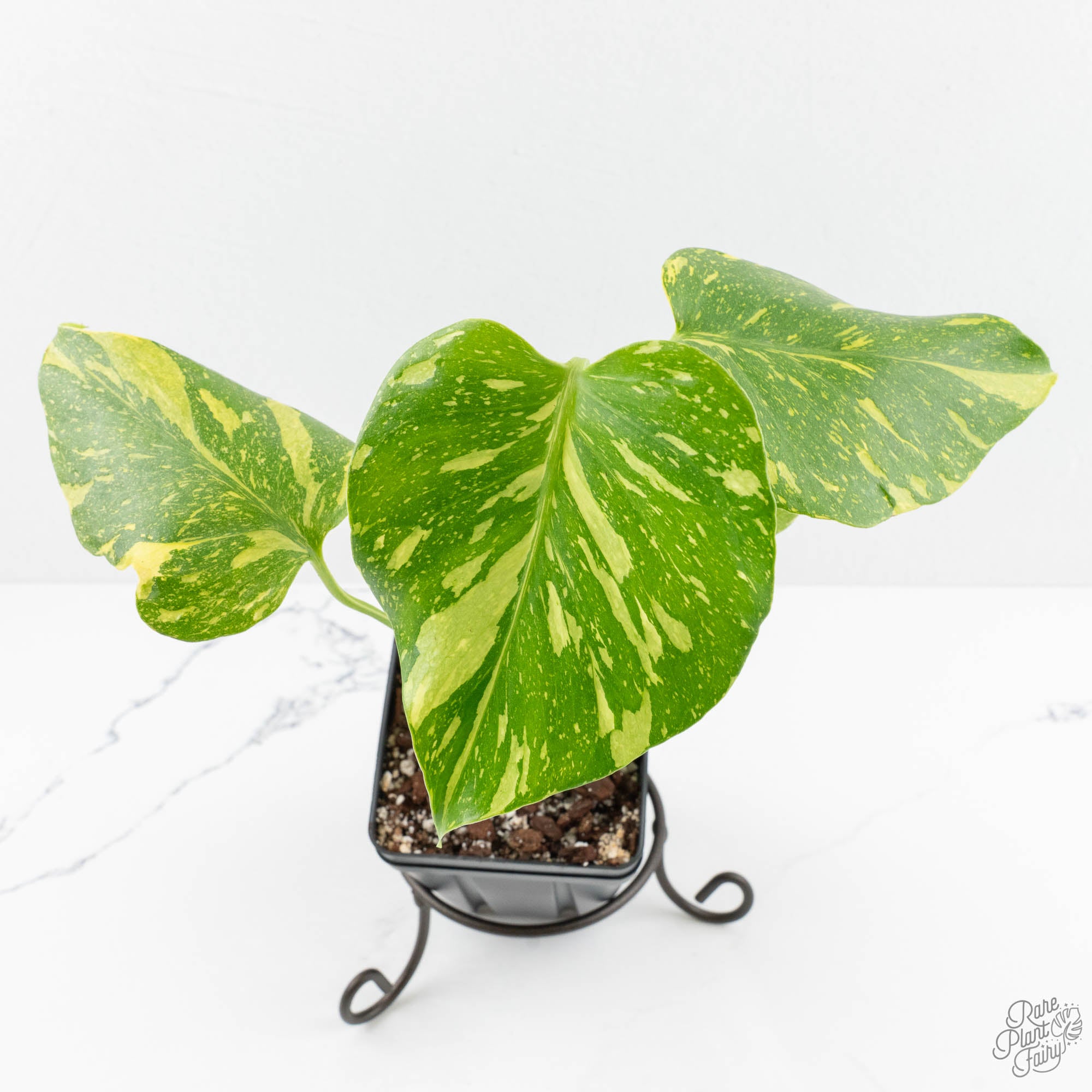 Monstera 「188」Monstera deliciosa “Electrolyte” (ElectroLight 