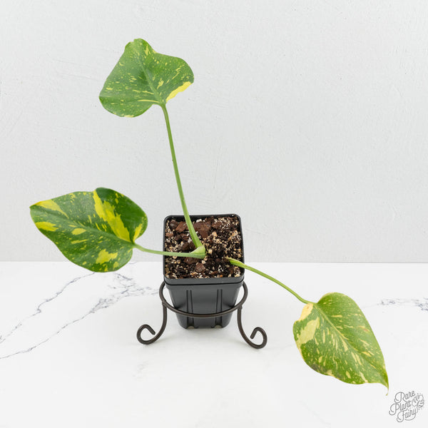 Monstera Deliciosa 'Electrolyte' (wk16-UN) – Rare Plant Fairy